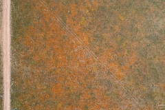 Poppy Tracks Poppy Tracks